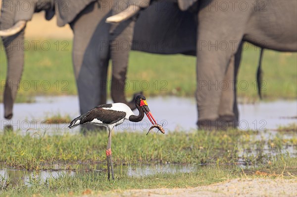 Saddle-billed stork