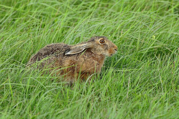 European hare