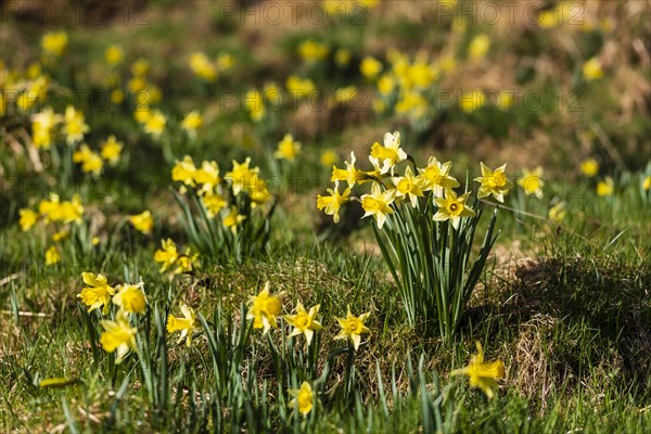 Daffodil meadow with wild yellow daffodils