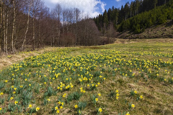 Daffodil meadow with wild yellow daffodils