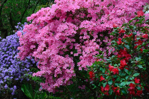 Flowering Japanese azaleas