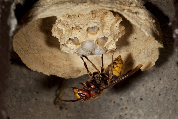 European hornet