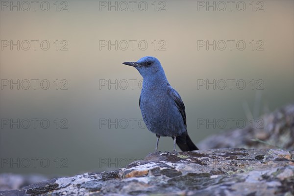 Blue Rock Thrush