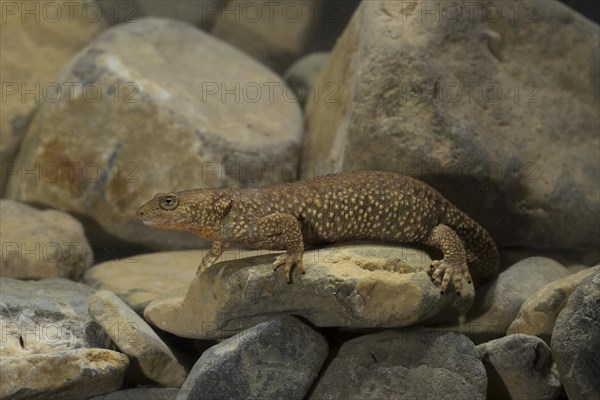 Pyrenean brook salamander