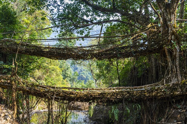 Double Decker Living Root Bridge