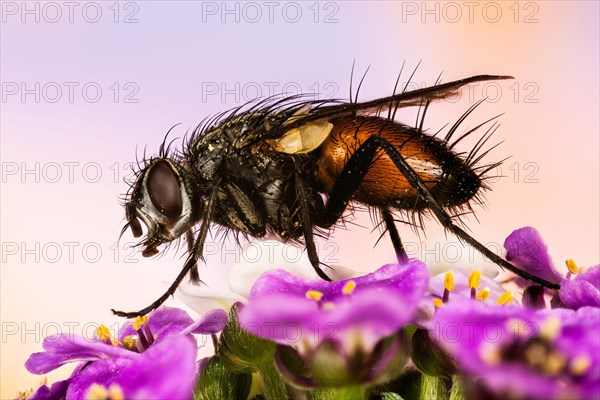 Macro Focus Stacking picture of Parasite Fly