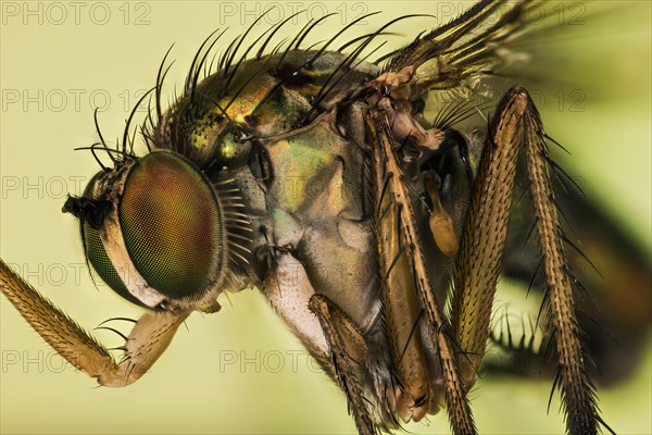 Macro Focus Stacking portrait of Semaphore Fly