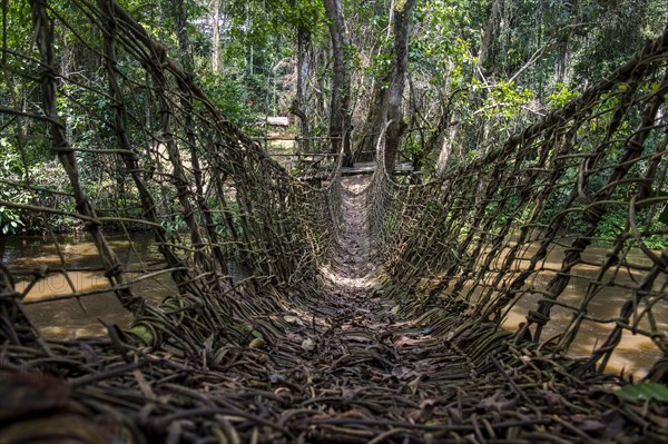 Hand made vine bridge in the Unesco world heritage sight Dzanga-Sangha Park Central African Republic