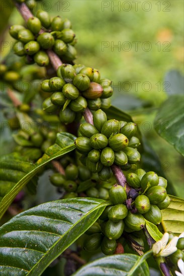 Close up of coffee beans