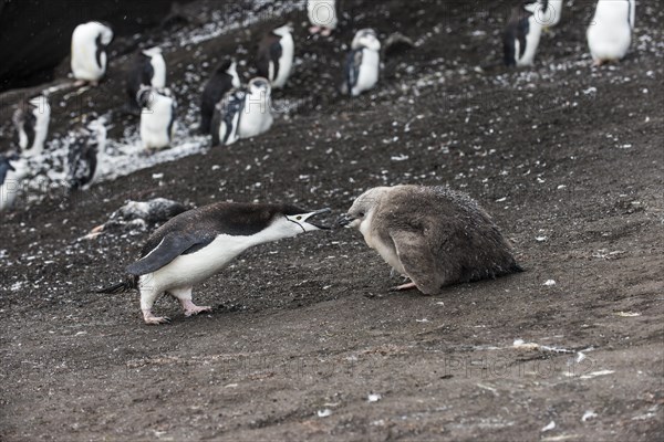 Chinstrap Penguin