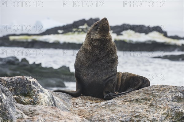 Antarctic fur seal