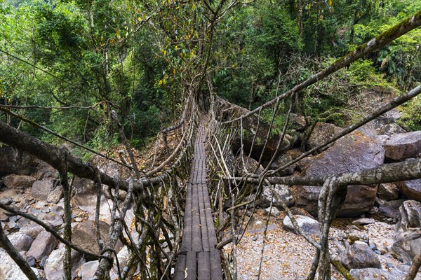 Living Root Bridge