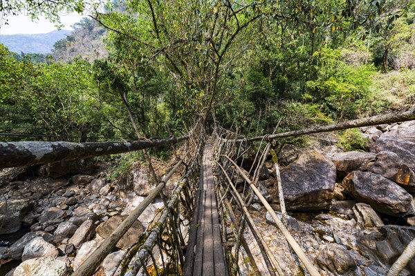 Living Root Bridge