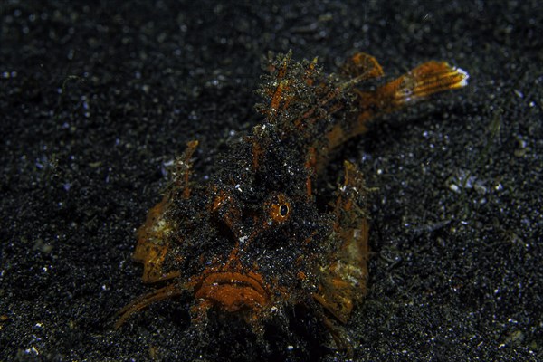 Spiny Devilfish