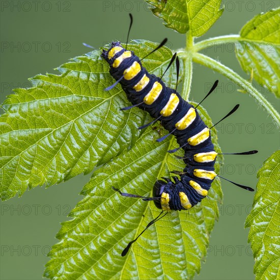 Alder moth