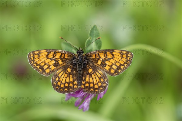 Heath fritillary