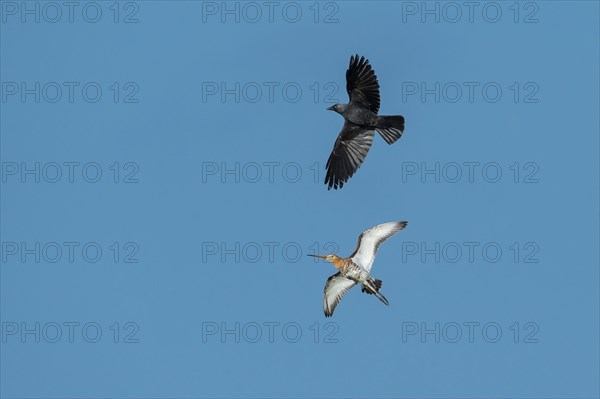 Black-tailed godwit