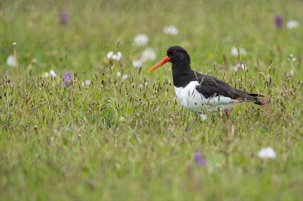 Eurasian oystercatcher