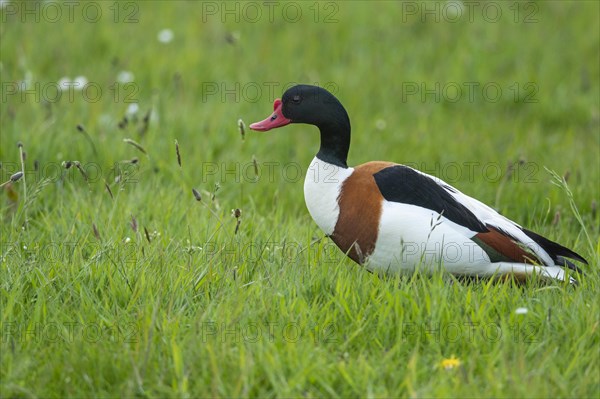 Common shelduck