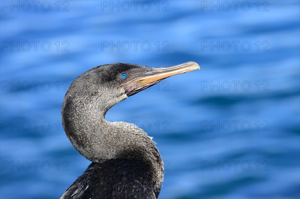 Flightless Cormorant