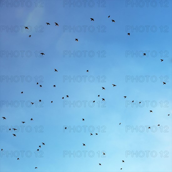 Starlings