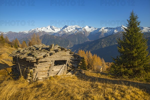 Autumn larch meadows