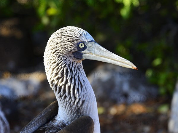 Blue-footed booby