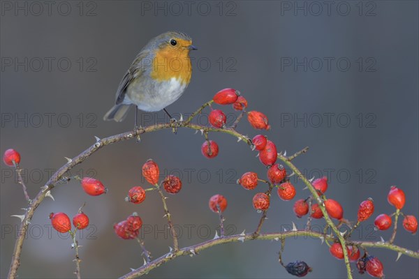 European robin