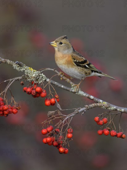 Brambling