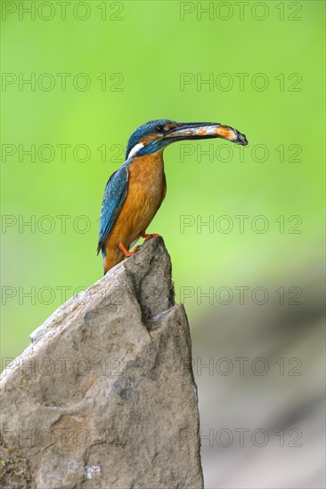 Common kingfisher