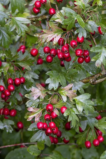 Common hawthorn