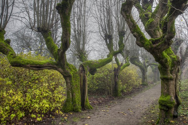 Alley of gnarled and mossy trees