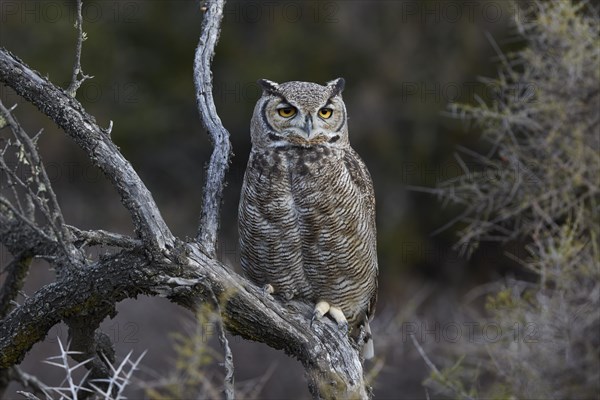 Magellanic horned owl