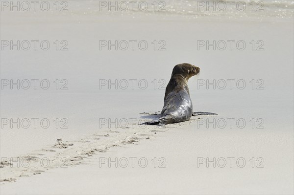 Galapagos sea lion