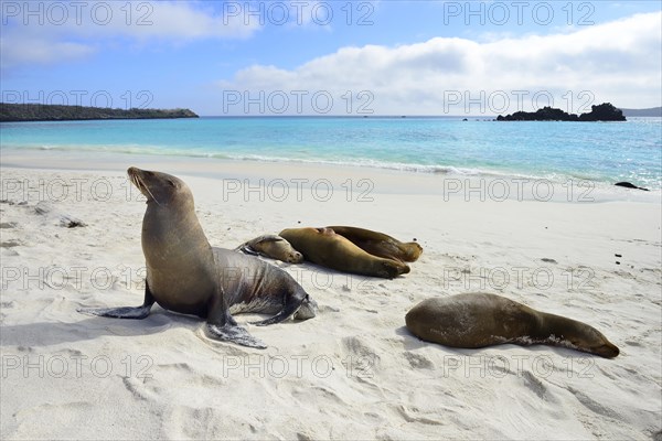 Galapagos sea lions