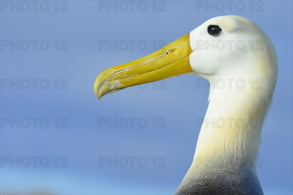 Waved albatross