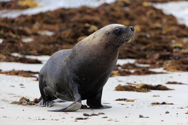 Australian sea lion