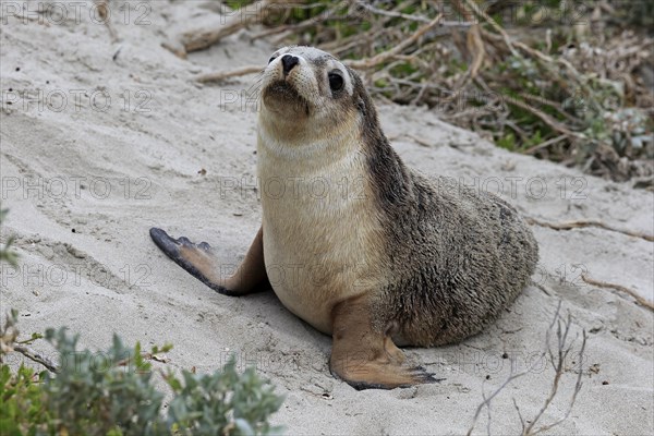 Australian sea lion