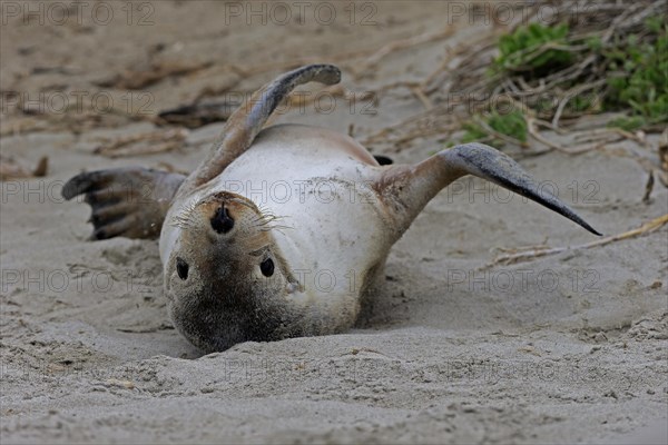 Australian sea lion