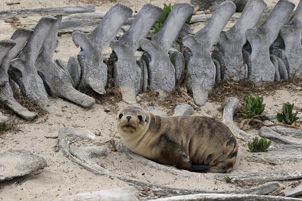 Australian sea lion