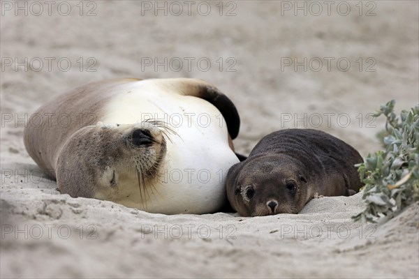 Australian sea lion