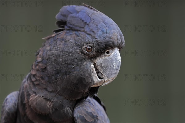 Red-tailed Black Cockatoo