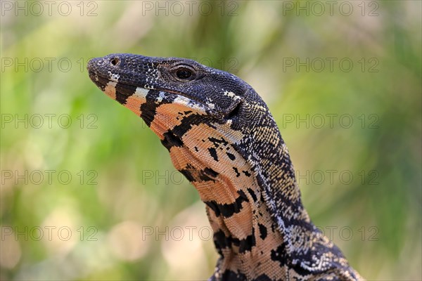 Lace monitor a