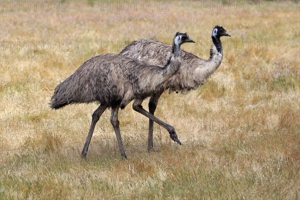 Emu