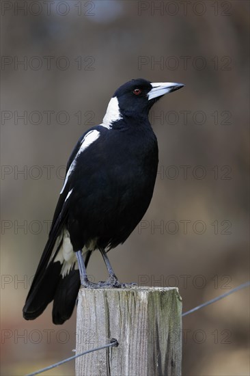 Australian magpie