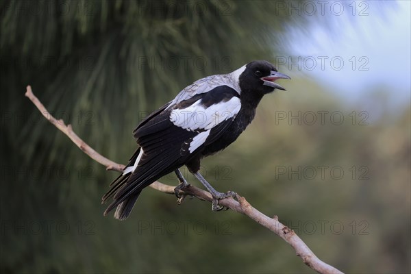 Australian magpie