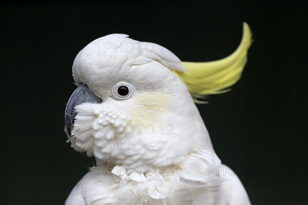 Sulphur-crested cockatoo