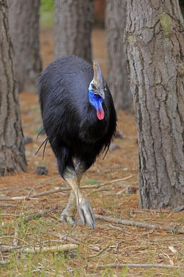 Double-wattled cassowary