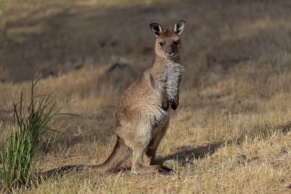 Kangaroo Island kangaroo