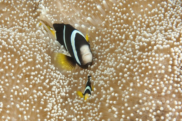 Clark's anemonefish